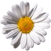 Margarite