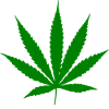 Cannabis