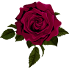 Purple rose
