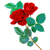 Red roses