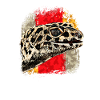 Leopard Gecko
