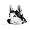 Husky