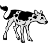 Calf