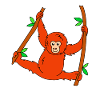 Orangutan