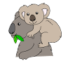 Koala koala bears