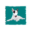 Bull Terrier, dog