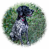 Hound Dog German Shorthaired Pointer