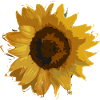 solsikke