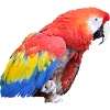 parrot
