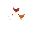 My Girls Chickens Gift