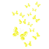 Butterflies white-yellow