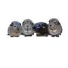 cochons d'inde mignon