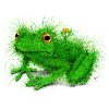 Grass Frog