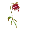 Withered rose