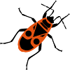 Feuerwanze