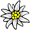 Edelweiss-Blüte | Blume | Bayern | T0009