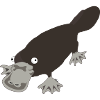 ornithorynque