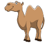 Camel camels love animals lover gift