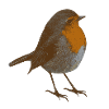 Rotkehlchen Porträt, Vogelkunst