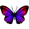 Schmetterling