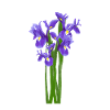 Blumen Frühling Iris Schwertlilien - Geschenkidee