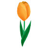 Flowers Spring Tulip - Gift Idea