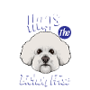Bichon Frise