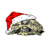 Christmas Tortoise