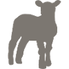 lamb