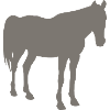 horse