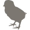 chick