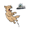 dog frisbee