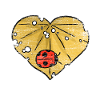 ladybug