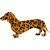Tiger Dackel