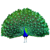 Peacock green, blue