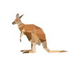 Kangaroo