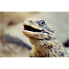 bearded dragon