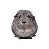 Guinea pig