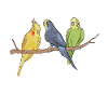 Perruche et cockatiel