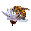 Bee / Bee