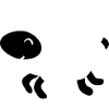 Sheep lamb
