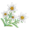 Edelweiss in the Alps