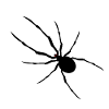 Spinne - Insekten