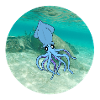 calamars sous l'eau