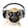 Mops mit Kopfhörer