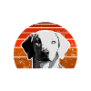 Rhodesian Ridgeback "African Lion Dog"