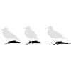 mouette port mer