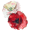 Poppies
