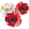 Poppies