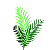 A bit of ferns